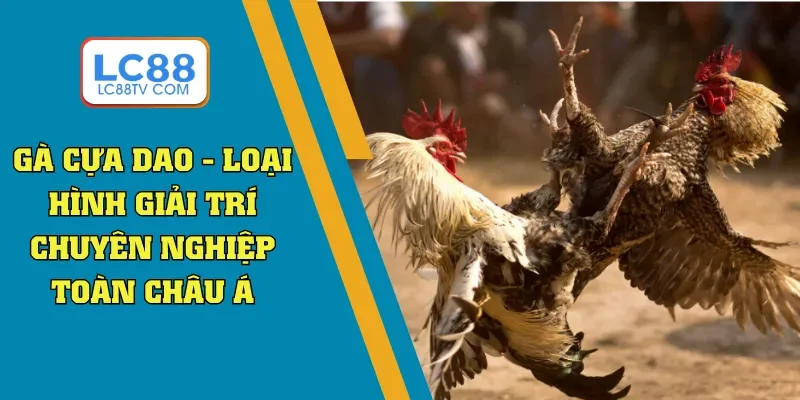 đá gà cựa dao